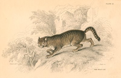 Gato montés europeo Felis silvestris, 1828 de Unbekannt
