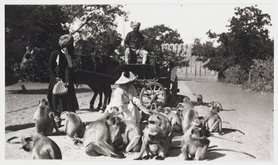 Mujer europea alimentando a un grupo de monos, India, c 1910 de Unbekannt