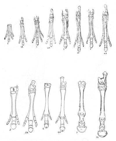 Evolución del Caballo de Unbekannt