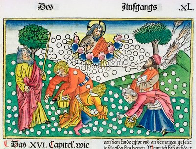 Éxodo 16:13-22: Dios provee codornices y maná a los israelitas de Unbekannt