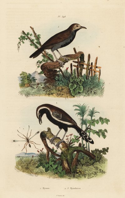 Hada mosca, Mymar pulchellum 1, hormiguero de borde blanco del sur, Formicivora grisea 2 y hormiguero de garganta negra, Myrmophylax atrothorax melanura 3 de Unbekannt