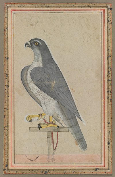 Halcón, c. 1770 de Unbekannt