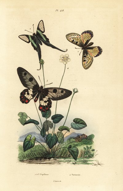 Falso apolo, Archon apollinus 1, cola de dragón blanca, Lamproptera curius 2, y mariposa de alas transparentes, Cressida cressida 3, hierba de parnaso, Parnassia palustris 4 de Unbekannt