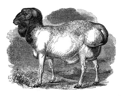 Oveja de rabadilla gorda de Tartaria, 1848 de Unbekannt