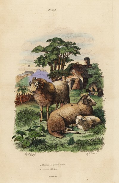 Oveja de cola gorda, Ovis aries 1, y oveja Merino, Ovis aries 2 de Unbekannt