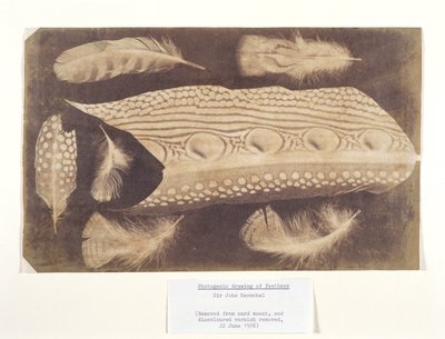 Plumas, c 1840 de Unbekannt