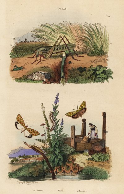 Langosta mordedora de verrugas hembra poniendo huevos, Decticus verrucivorus 4, polilla de pie emplumado, Spiris striata 1, y polilla manchada de carmesí, Utetheisa pulchella 2, y escarabajo Lixus paraplecticus 3. Lithosies, lixe, locuste de Unbekannt