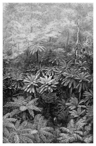Fern Tree Gully, Australia, 1886 de Unbekannt