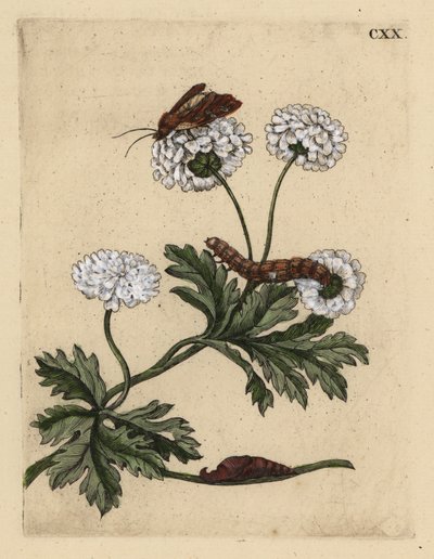 Matricaria, Tanacetum parthenium, con polilla, oruga y pupa, CXX de Unbekannt