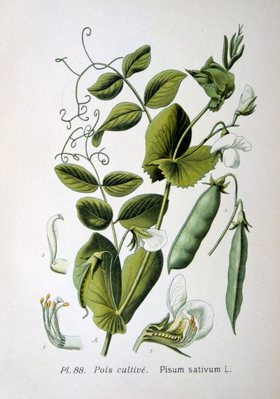 Guisante de campo y jardín, 1893 de Unbekannt