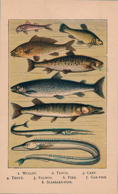 Peces, 1907 de Unbekannt