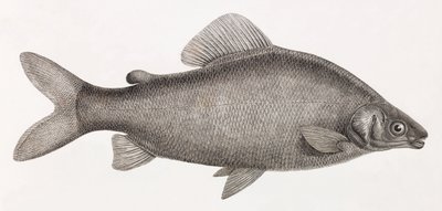 Peces: Le Characin Nefasch de Unbekannt