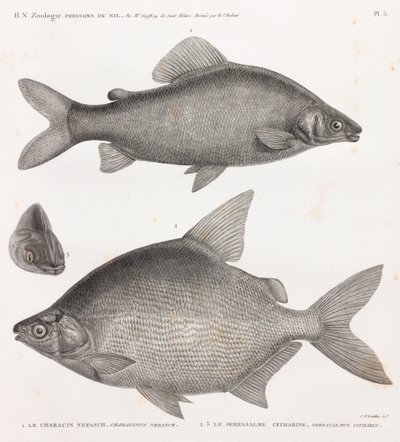 Peces: Le Characin Nefasch y Le Serrasalme Citharine de Unbekannt