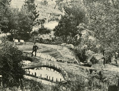 Estanques de peces, Ercildoune, cerca de Ballarat, 1901 de Unbekannt