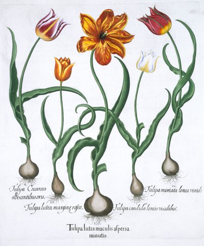 Cinco tulipanes, 1613 de Unbekannt