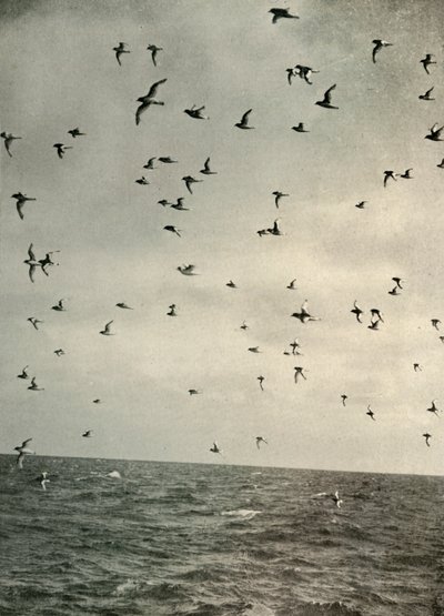 Vuelo de petreles antárticos, c1908, 1909 de Unbekannt