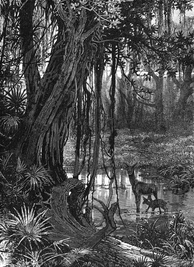 Everglades de Florida, EE.UU., c. 1885 de Unbekannt