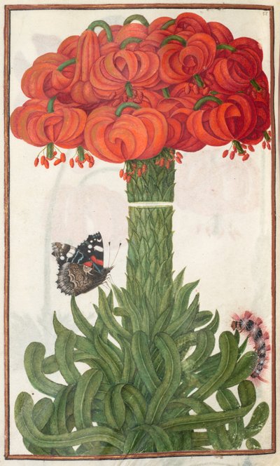 Florilegium: página 18 verso ramo de lirios naranjas, 1608 de Unbekannt