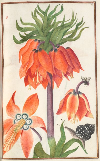 Florilegium: página 19 recto fritillaria imperialis naranja corona imperial, 1608 de Unbekannt