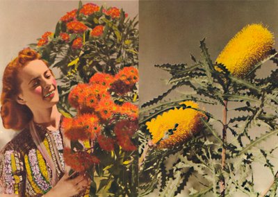 Goma en flor y Banksia, c1947 de Unbekannt