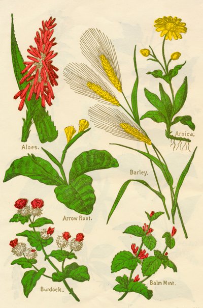 Flores: Aloe, Árnica, Raíz de Flecha, Cebada, Menta Bálsamo, Bardana, c1940 de Unbekannt