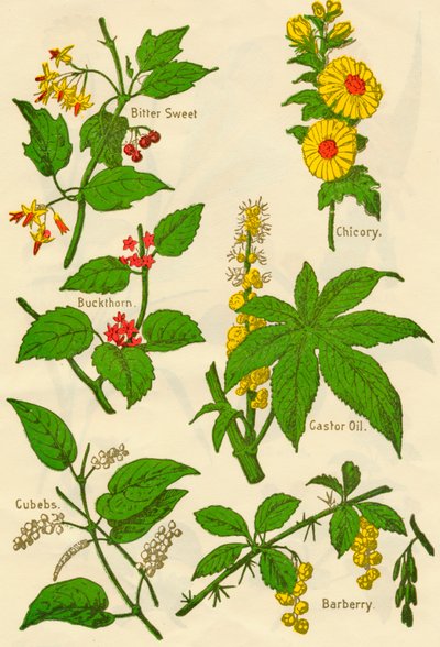Flores: Amarga Dulce, Espino Cerval, Cubebas, Achicoria, Aceite de Ricino, Agracejo, c1940 de Unbekannt
