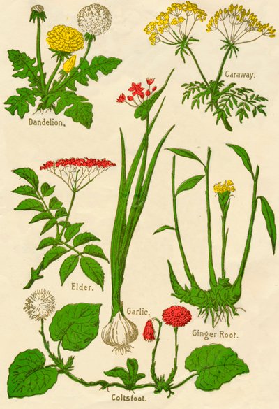 Flores: Diente de león, Alcaravea, Saúco, Ajo, Tusílago, Raíz de jengibre, c1940 de Unbekannt