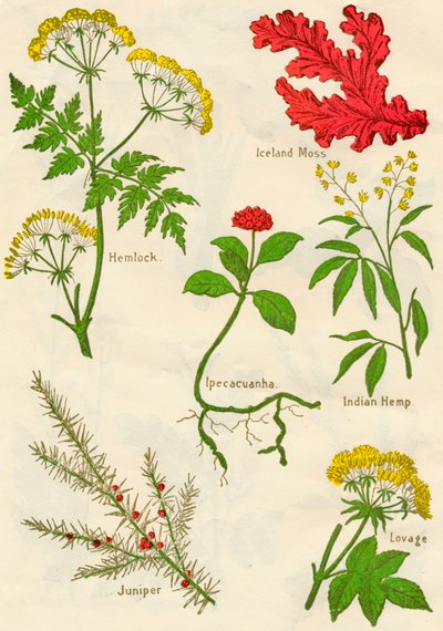 Flores: Cicuta, Musgo de Islandia, Ipecacuana, Cáñamo indio, Enebro, Levístico de Unbekannt