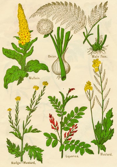 Flores: Gordolobo, Cebolla, Helecho macho, Mostaza de nódulo, Regaliz, Mostaza, c1940 de Unbekannt
