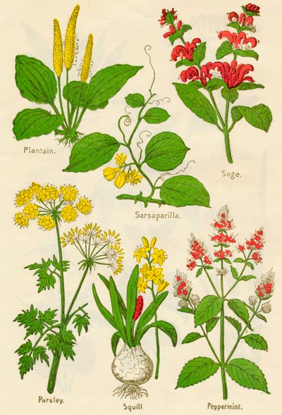Flores: Llantén, zarzaparrilla, salvia, perejil, escila, menta, c. 1940 de Unbekannt
