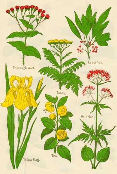 Flores: Thorough Wort, Tansy, Sassafras, Valerian, Yellow Flag, Tea, Valerian, c. 1940 de Unbekannt