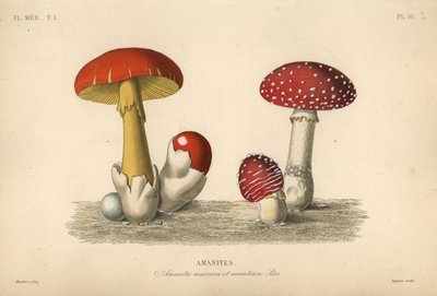 Amanita muscaria de Unbekannt