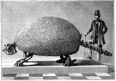 Fósil de un armadillo gigante de Sudamérica, c. 1890 de Unbekannt