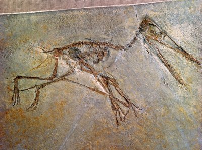 Esqueleto fósil de un pterodáctilo, de la colección del Museo Británico de Unbekannt