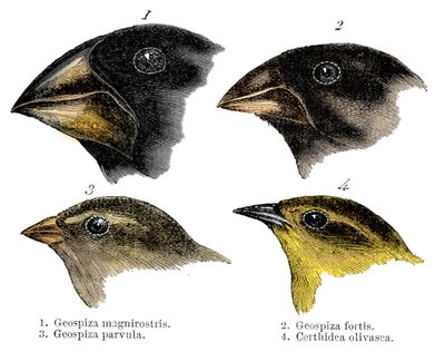 Cuatro de las especies de pinzones observadas por Darwin en las Islas Galápagos de Unbekannt