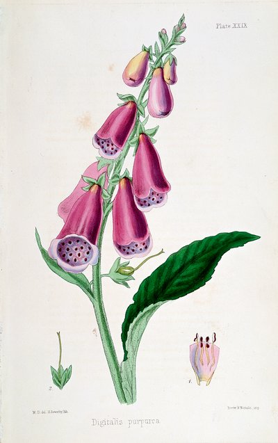Dedalera Digitalis purpurea, siglo XIX de Unbekannt