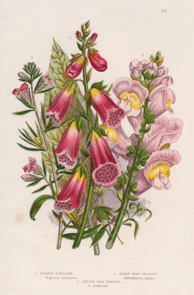 Dedalera Digitalis purpurea centro, c1885 de Unbekannt