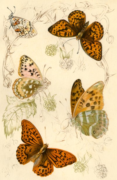 Mariposas fritilaria, siglo XIX de Unbekannt