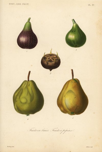 Frutas de pepita y bayas de Unbekannt