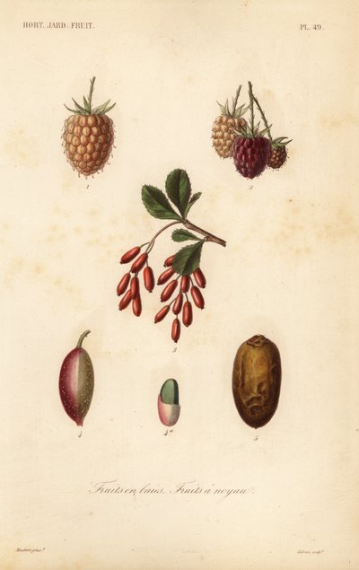 Frutas, nueces y bayas, fruits en baies, fruits a noyau de Unbekannt