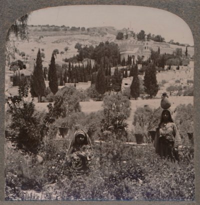 Jardín de Getsemaní y Monte de los Olivos desde los Jardines Griegos, c1900 de Unbekannt