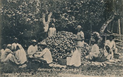 Recolección de cacao, Trinidad, B.W.I., principios del siglo XX de Unbekannt