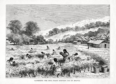 Recolección de la planta de coca Erythroxylum coca en Bolivia, 1877 de Unbekannt