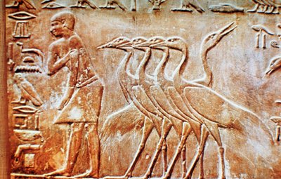 Gansos, relieve mural de la Tumba de Ptahhotep, Saqqara, Egipto, siglo XXIV a.C. de Unbekannt