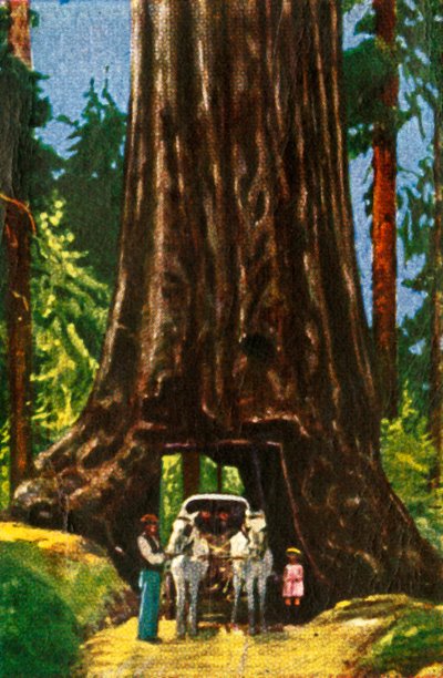 Secuoya gigante en California de Unbekannt
