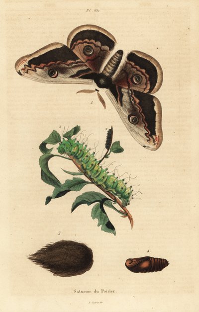 Polilla pavo real gigante o polilla emperador gigante, Saturnia pyri, con oruga y pupa de Unbekannt