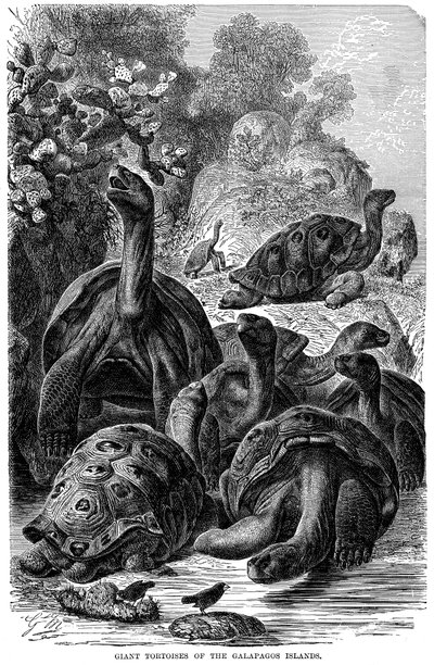 Tortugas gigantes de las Islas Galápagos observadas por Darwin, 1894 de Unbekannt