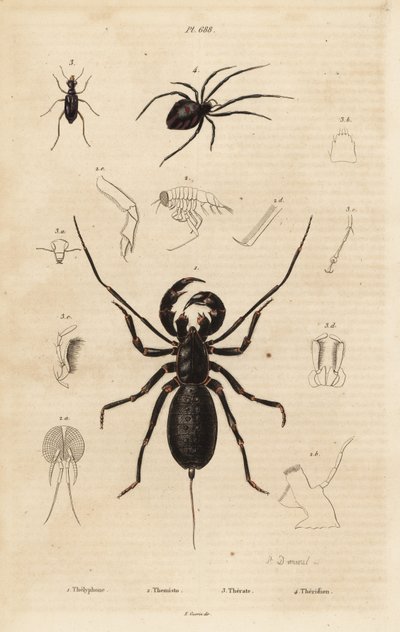 Escorpión látigo gigante, Mastigoproctus giganteus, escarabajo, especie Theratus, y araña de telaraña, especie Theridion de Unbekannt