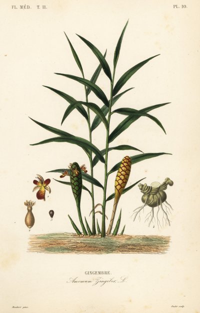 Jengibre o raíz de jengibre, Zingiber officinale, Amomum zingiber de Unbekannt
