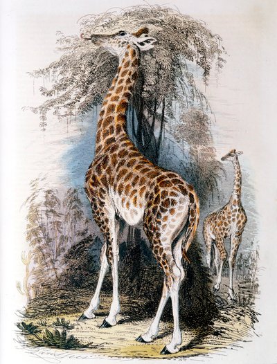 Jirafa comiendo de un árbol, 1836 de Unbekannt